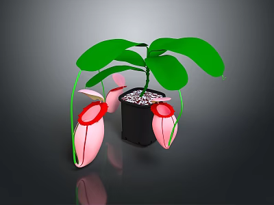 Indoor Houseplant With Green Leaves And Pink Flowers In Black Pot With Small Stones 3d model