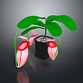 Indoor Houseplant With Green Leaves And Pink Flowers In Black Pot With Small Stones