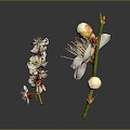 Plum Blossom Flowers 3d model