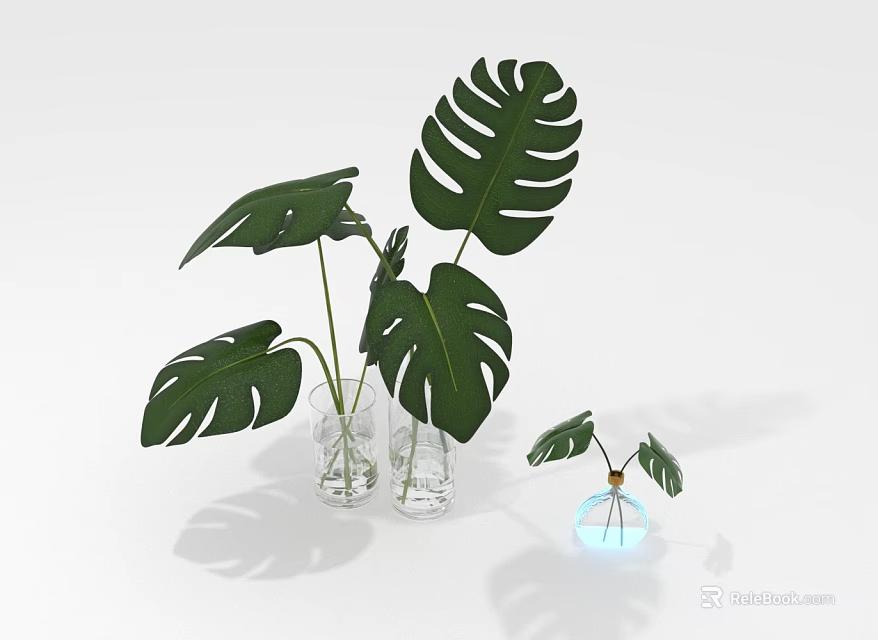Monstera Plants With Green Leaves In Glass Vases Of Different Sizes And Water 3d model 