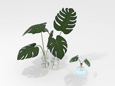 Monstera Plants With Green Leaves In Glass Vases Of Different Sizes And Water 3d model