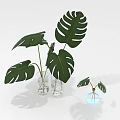 Monstera Plants With Green Leaves In Glass Vases Of Different Sizes And Water