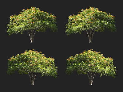 Four Arbor Trees With Lush Green Foliage And Vibrant Orange Flowers Isolated On Black Background 3d model