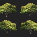 Four Arbor Trees With Lush Green Foliage And Vibrant Orange Flowers Isolated On Black Background