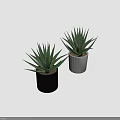 Green Striped Leaf Succulent Plants in Black and White Ceramic Pots for Indoor Home Decor
