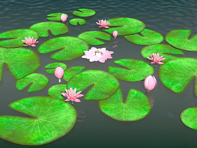 lotus water lily lotus leaf 3d model