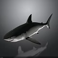 Great White Shark With Gray Body Open Mouth And Dorsal Fin On Dark Background