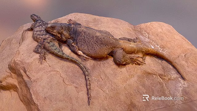 Two Lizards Resting On A Rocky Surface In Natural Environment 3d model 