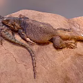 Two Lizards Resting On A Rocky Surface In Natural Environment