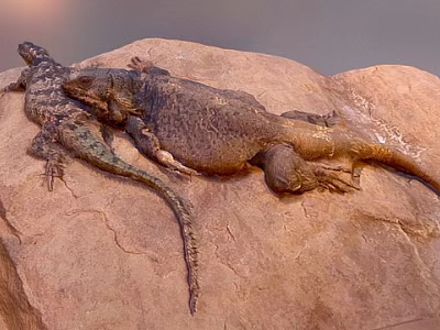 Two Lizards Resting On A Rocky Surface In Natural Environment 3d model