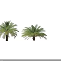 Healthy Green Palm Trees With Lush Fronds And Strong Trunks In Four Views