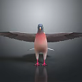 Pigeon with spread grey wings pink chest and red feet on black surface with reflection