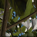 Michelia Maudiae Tree With 3.5m Height 0.2m Trunk Person Nearby Green Pit Square Pavement Tiles