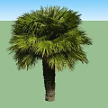 Two Tall Palm Trees With Lush Green Fronds And Thick Brown Trunks