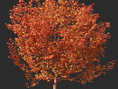 Autumn Tree With Vibrant Red Orange Leaves Lush Foliage And Tall Trunk 3d model