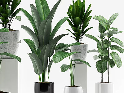 Decorative Ornament Set With Indoor Green Plants And Various Ceramic Pots 3d model