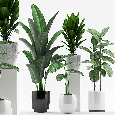 Decorative Ornament Set With Indoor Green Plants And Various Ceramic Pots 3d model