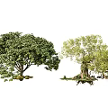 Arbor Trees With Lush Green Foliage And Natural Garden Surroundings