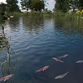 Red and gray fish swimming in pond with reeds trees and rippling water