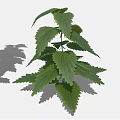 Three Green Leafy Plants Of Different Sizes With Lush Fresh Foliage