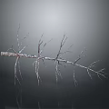 Dried Plant Branch With Thin Delicate Twigs Covered In Frost On Gray Background With Reflection