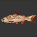 Modern Carp Goldfish Cartoon Goldfish Cartoon Goldfish Animation Goldfish Gold Grass Gold 3d model