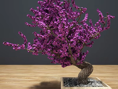 Bonsai Tree With Purple Blossoms Curved Trunk In Square Pot With Pebbles On Wooden Table 3d model