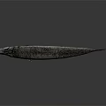 Silver Fish With Large Eyes And Black Spots On Gray Background With Reflection