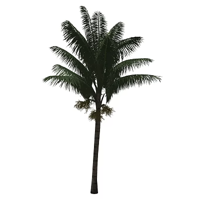 Lush Green Palm Tree With Tall Trunk And Healthy Fronds In Natural Scene 3d model