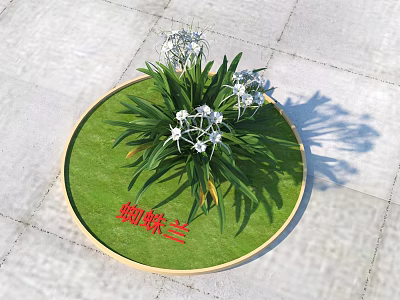 Spider Orchid With Green Leaves And White Flowers Growing In Circular Grass Area 3d model
