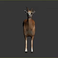Standing 3D Antelope Model With Brown White Fur Curved Horns Dark Background