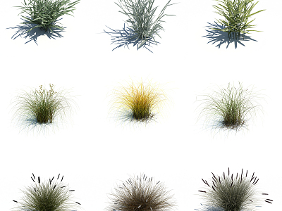 modern grass flowers model