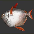 Silver Aquatic Fish With Red Fins Tail And Shiny Body On Gray Background