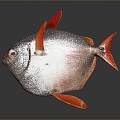 fish carnivorous fish piranha piranha freshwater fish sea fish animal game animal cartoon animal 3d model