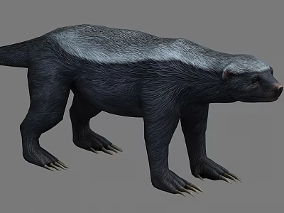 Honey Badger With Black And White Fur And Strong Claws In Profile View 3d model