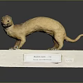 Siberian Weasel Mustela Sibirica Model Display Standing On White Base