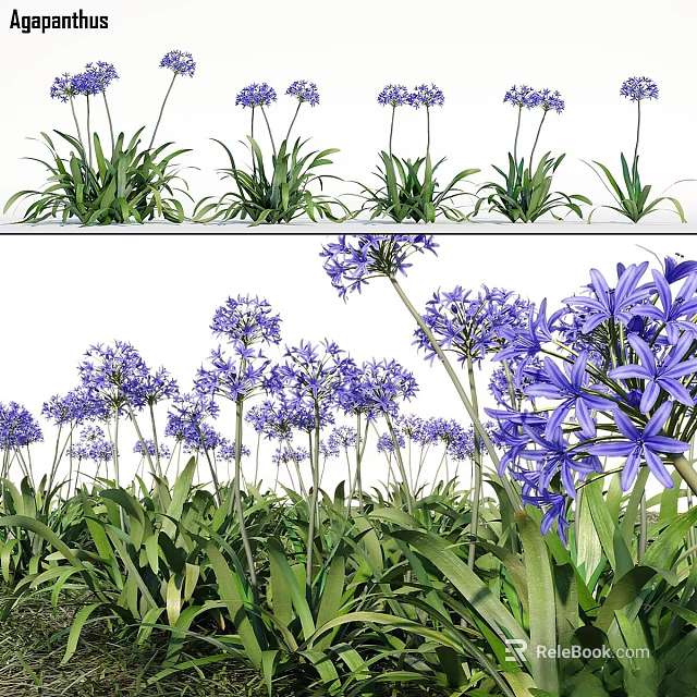Vibrant Purple Flower Clusters With Lush Green Leaves In Natural Growing Environment 3d model 