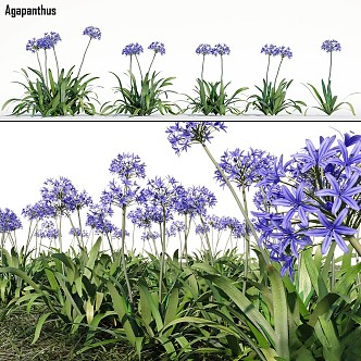 Vintage Other Agapanthus Flower Garden 3d model