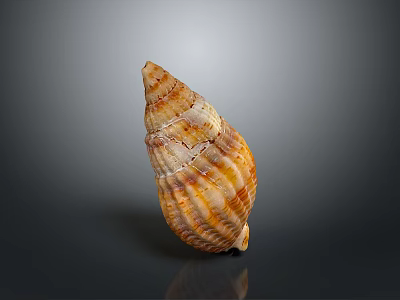 Natural Seashell With Orange Brown Stripes On Gray Reflective Background 3d model