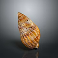 Natural Seashell With Orange Brown Stripes On Gray Reflective Background