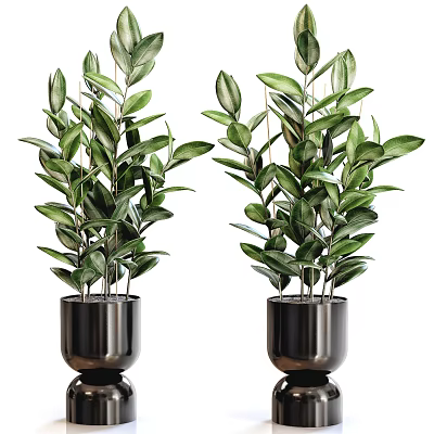 Potted Bonsai Plants With Green Leaves In Black Metal Pots For Indoor Decor 3d model