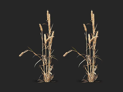 Golden Wheat Ears With Curved Stems And Slender Leaves On Black Background 3d model
