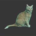 Orange Tabby Cat Sitting On Black Surface With Gray Background White Tail And Reflection 3d model