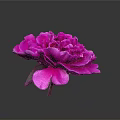 Vibrant Pink Peony Blooming with Fresh Green Leaves on Gray Background