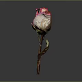 Dried Pink and White Rose in Simple Vase with Wilted Stem on Dark Background