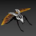 Black And White Striped Beetle With Orange Yellow Wings And Long Legs