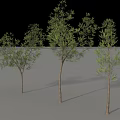Lush Green Arbor Trees With Brown Trunks And Natural Shadows 3d model