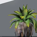 Bonsai Plant with Green and Yellow Broad Leaves in Black Pot for Indoor Tabletop Decoration