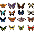 Modern Butterfly 3d model