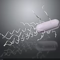 Purple Organ With White Hair like Structures On Dark Background With Reflection